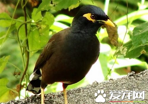 鹩哥一天喂幾次 一般建議2小時喂一次