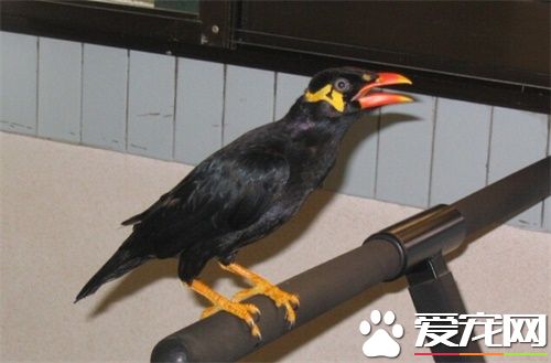鹩哥一天喂幾次 一般建議2小時喂一次