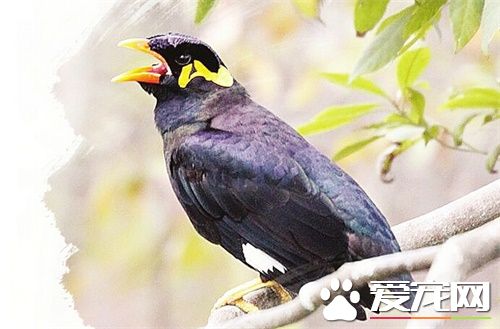 鹩哥一天喂幾次 一般建議2小時喂一次