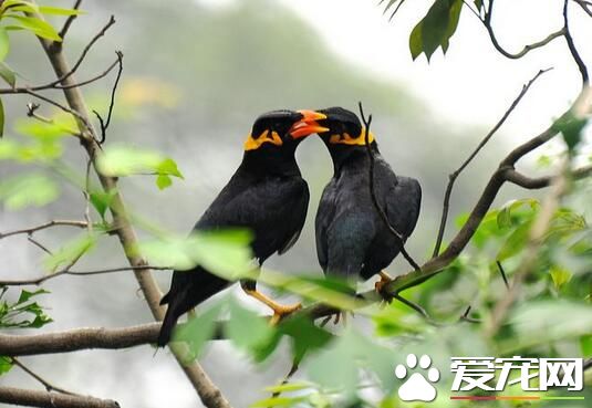 鹩哥是八哥嗎 鹩哥和八哥是不同類型的鳥