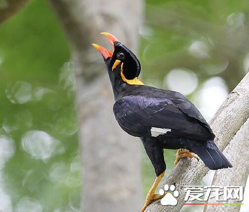 鹩哥是八哥嗎 鹩哥和八哥是不同類型的鳥