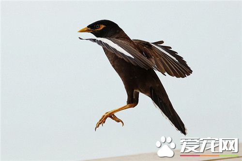 鹩哥什麼時候轉食 2個半月開始轉食