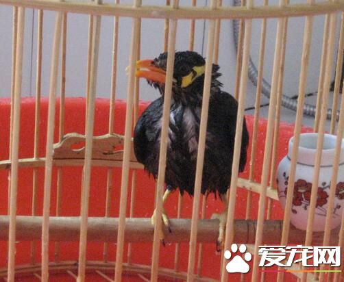 鹩哥可以手養嗎 鹩哥完全可以手養的