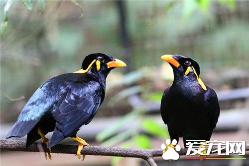 鹩哥生活習性 能模仿和發出多種有旋律的音調