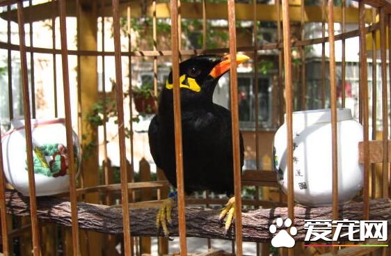鹩哥生活習性 能模仿和發出多種有旋律的音調