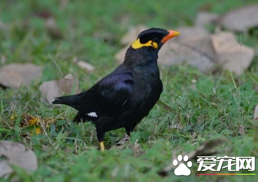 鹩哥生活習性 能模仿和發出多種有旋律的音調