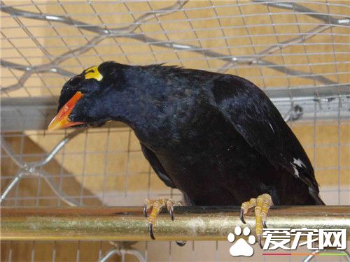 鹩哥怎麼說話 如何快速教鹩哥說話的方法