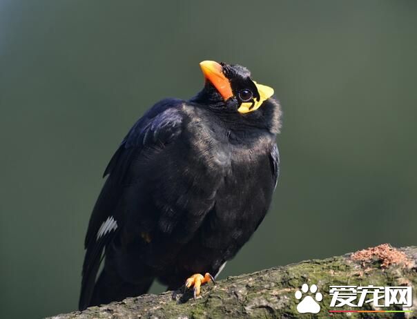 鹩哥怎麼說話 如何快速教鹩哥說話的方法