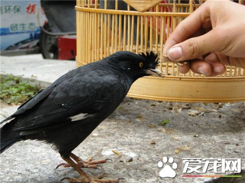 鹩哥能活幾年 鹩哥的壽命平均在15年左右