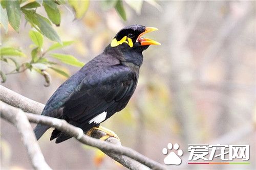 鹩哥吃生肉還是熟肉 少給鹩哥吃生肉或別吃