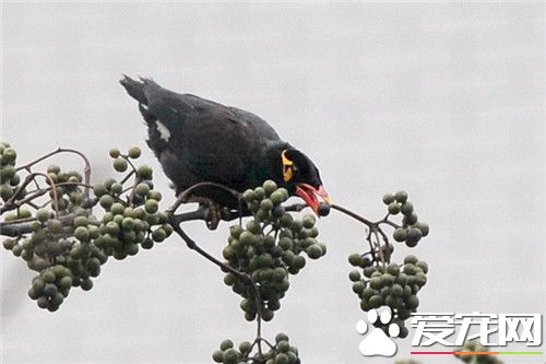 鹩哥多長時間會說話 宜為1歲以下的幼鳥