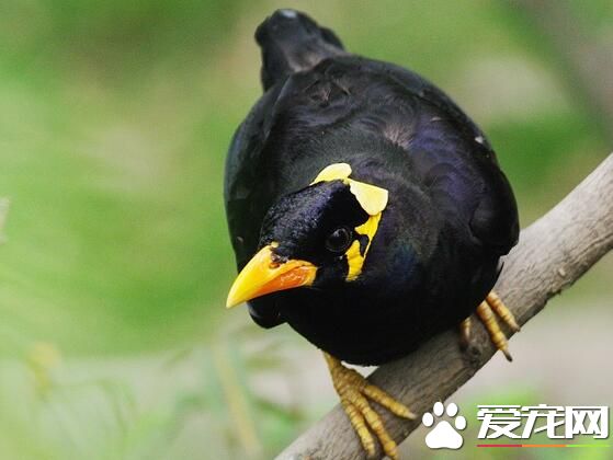 鹩哥多長時間會說話 宜為1歲以下的幼鳥