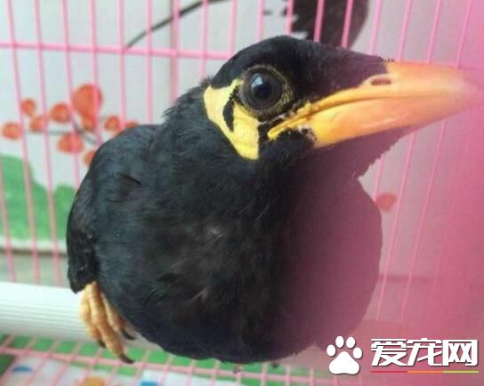 鹩哥吃生肉還是熟肉 少給鹩哥吃生肉或別吃