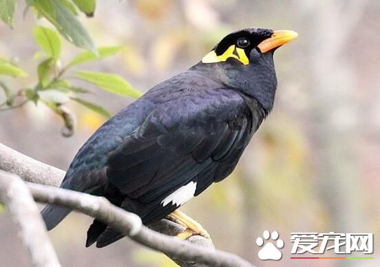 鹩哥可以吃面包蟲嗎 鹩哥的雛食以面包蟲為主