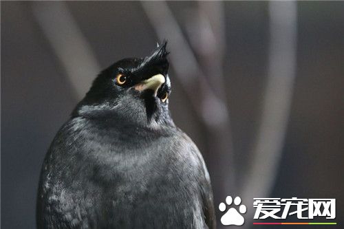 鹩哥可以吃面包蟲嗎 鹩哥的雛食以面包蟲為主