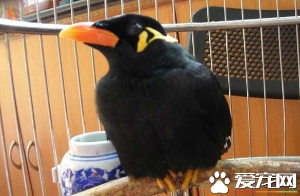 鹩哥吃生肉還是熟肉 少給鹩哥吃生肉或別吃