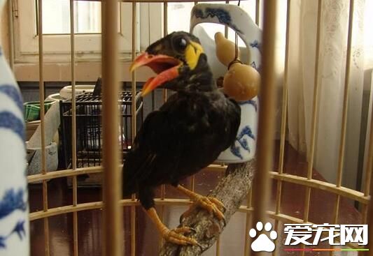 鹩哥可以吃面包蟲嗎 鹩哥的雛食以面包蟲為主