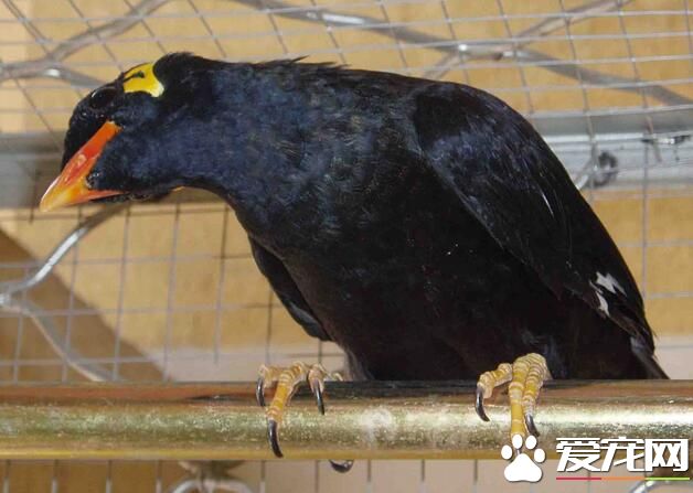 鹩哥為什麼比八哥貴 說話清晰學語能力更高