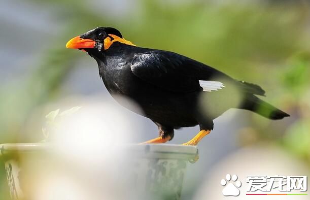 鹩哥為什麼比八哥貴 說話清晰學語能力更高