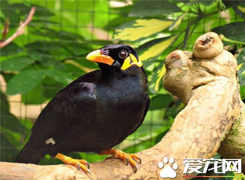 鹩哥為什麼比八哥貴 說話清晰學語能力更高
