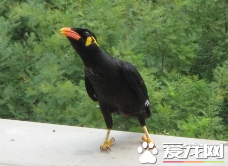 鹩哥幾個月會說話 差不多兩到三個月