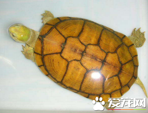 黃喉擬水龜紅脖子病 預防疾病的要素