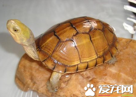 黃喉擬水龜紅脖子病 預防疾病的要素
