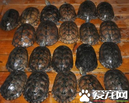 南石金錢龜價格 以及它的生活習性
