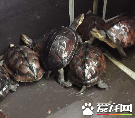 南石金錢龜價格 以及它的生活習性