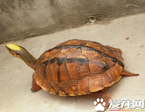 金錢龜怎麼分公母 雌性龜背甲較短且寬