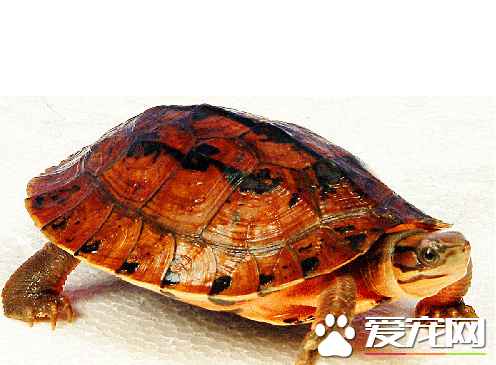 金錢龜怎麼分公母 雌性龜背甲較短且寬
