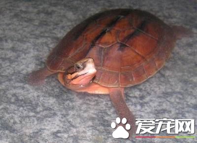金錢龜怎麼分公母 雌性龜背甲較短且寬