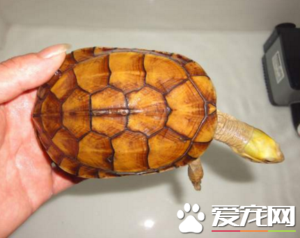 金錢龜的功效與作用 有著極高的藥用價值
