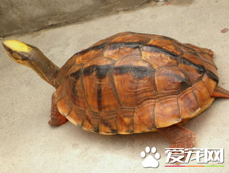 怎樣養金錢龜 選購龜苗注意外形