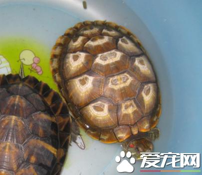 怎樣養金錢龜 選購龜苗注意外形