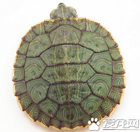 烏龜生活在哪裡 烏龜是變溫動物麼