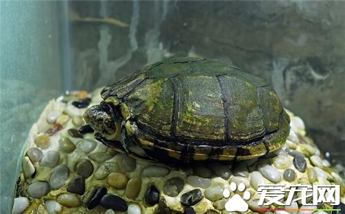烏龜可以活多少年 自然生命一般為150年