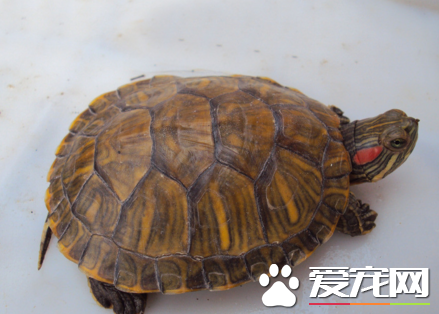 烏龜可以活多少年 自然生命一般為150年