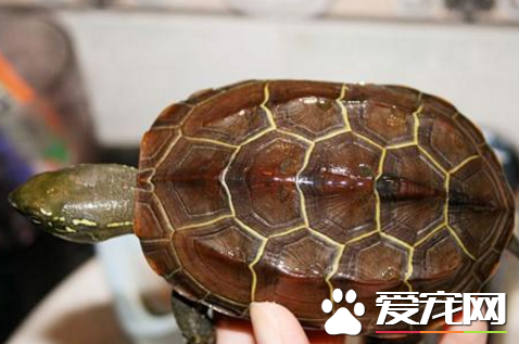 烏龜生活在哪裡 烏龜是變溫動物麼