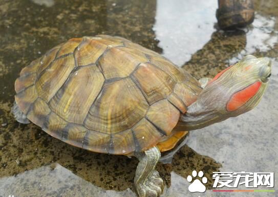 烏龜和海龜的區別 烏龜殼略扁平背腹甲固定