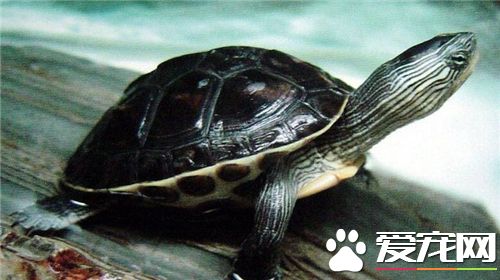 烏龜是怎麼睡覺的 烏龜的睡姿千奇百怪