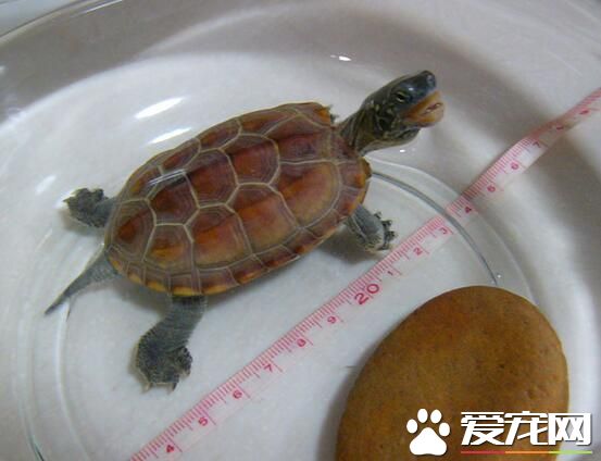 烏龜是胎生還是卵生 烏龜是卵生類動物
