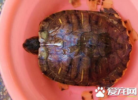 烏龜是胎生還是卵生 烏龜是卵生類動物