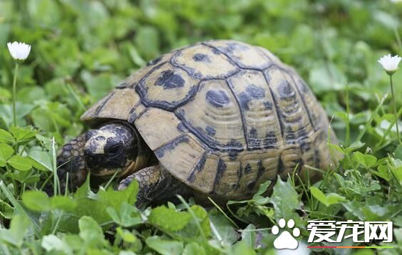 烏龜喜歡吃什麼食物 偶爾喂食一些去骨的魚肉