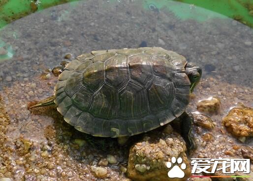 烏龜喜歡吃什麼食物 偶爾喂食一些去骨的魚肉