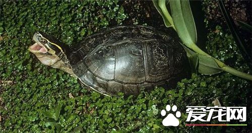 怎樣分辨烏龜的年齡 每1圈代表1個生長周期