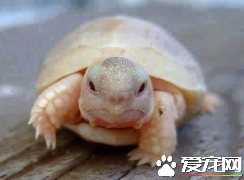 烏龜死了怎麼處理 建議還是做火化的處理