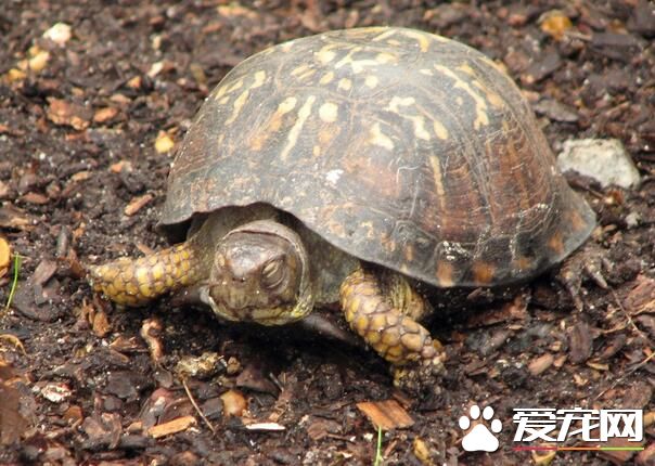 烏龜死了怎麼處理 建議還是做火化的處理