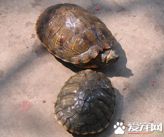 烏龜脫殼是怎麼回事 其實烏龜脫殼是很正常的