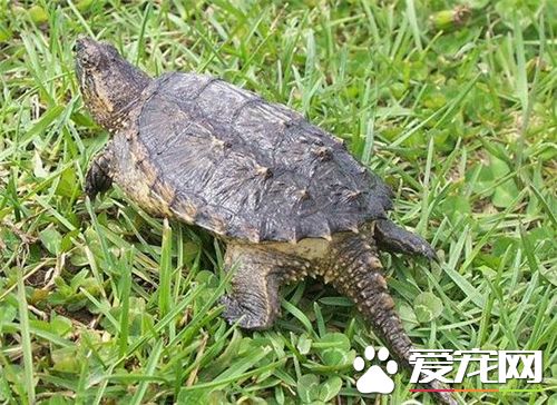 烏龜是什麼動物 烏龜其實是古老的爬行動物